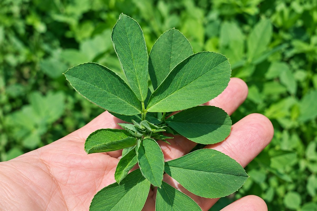 A sprig of the same crop after treatment, held the same way, its leaves noticeably broader and a deeper green.