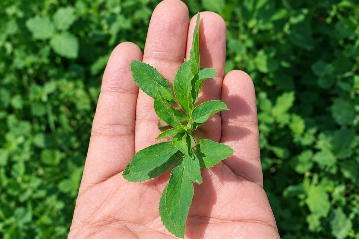 An untreated sprig held in an open hand, its leaves small and narrow.