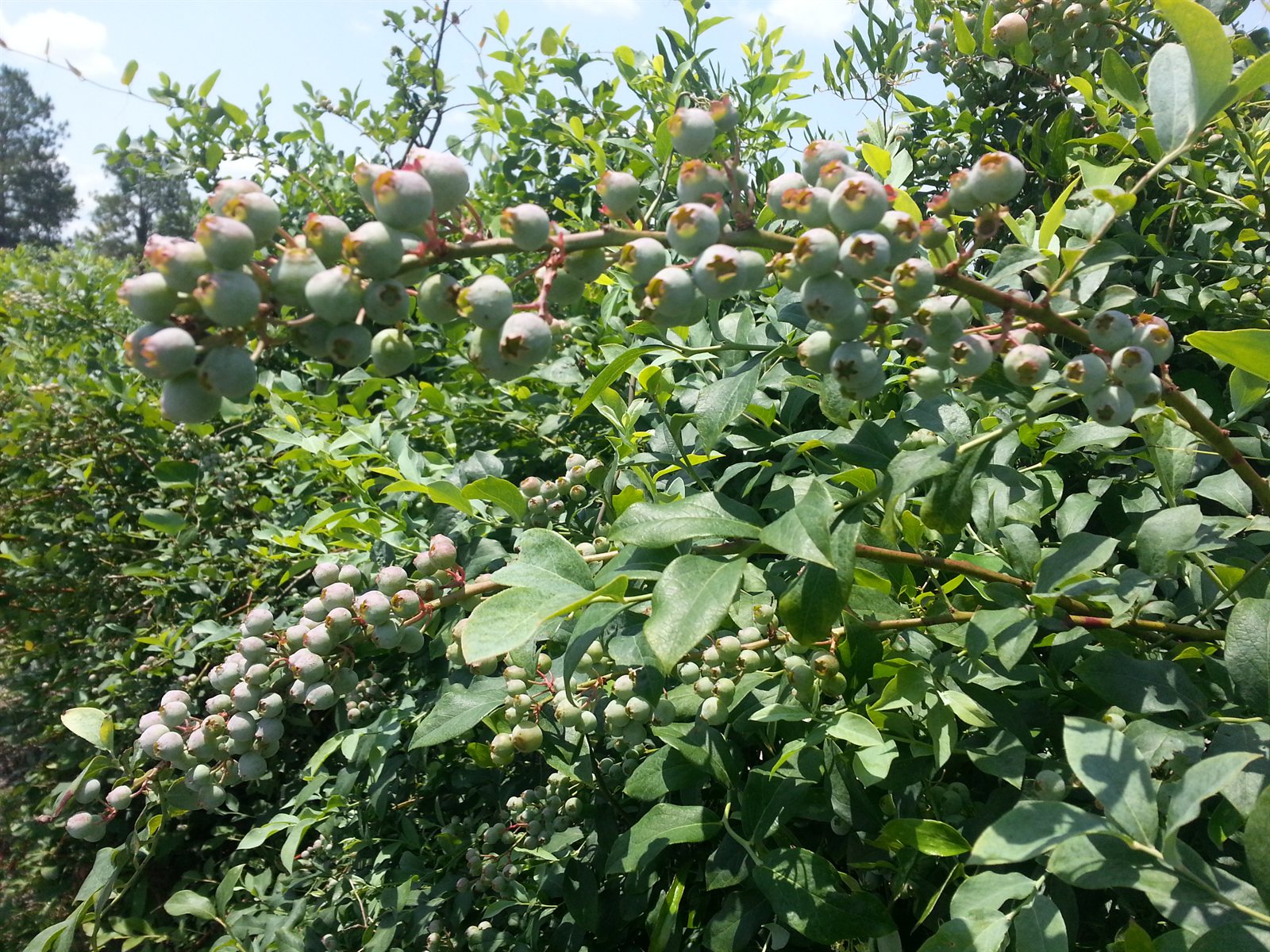 Rabbit-eye blueberry bushes with fruit clustered thickly along every cane.