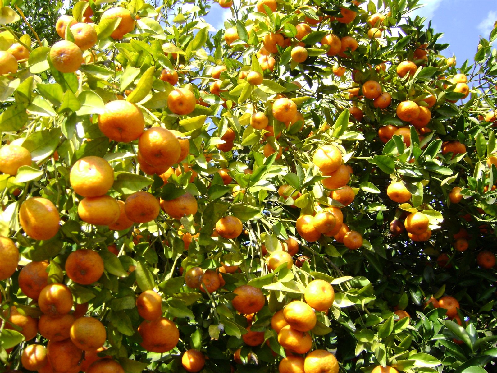 A mandarin tree so heavily loaded with ripe fruit that the branches are bent under it.