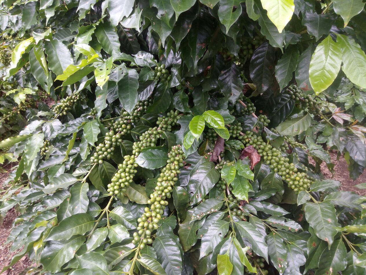 A coffee plant carrying dense clusters of green cherries along every branch.