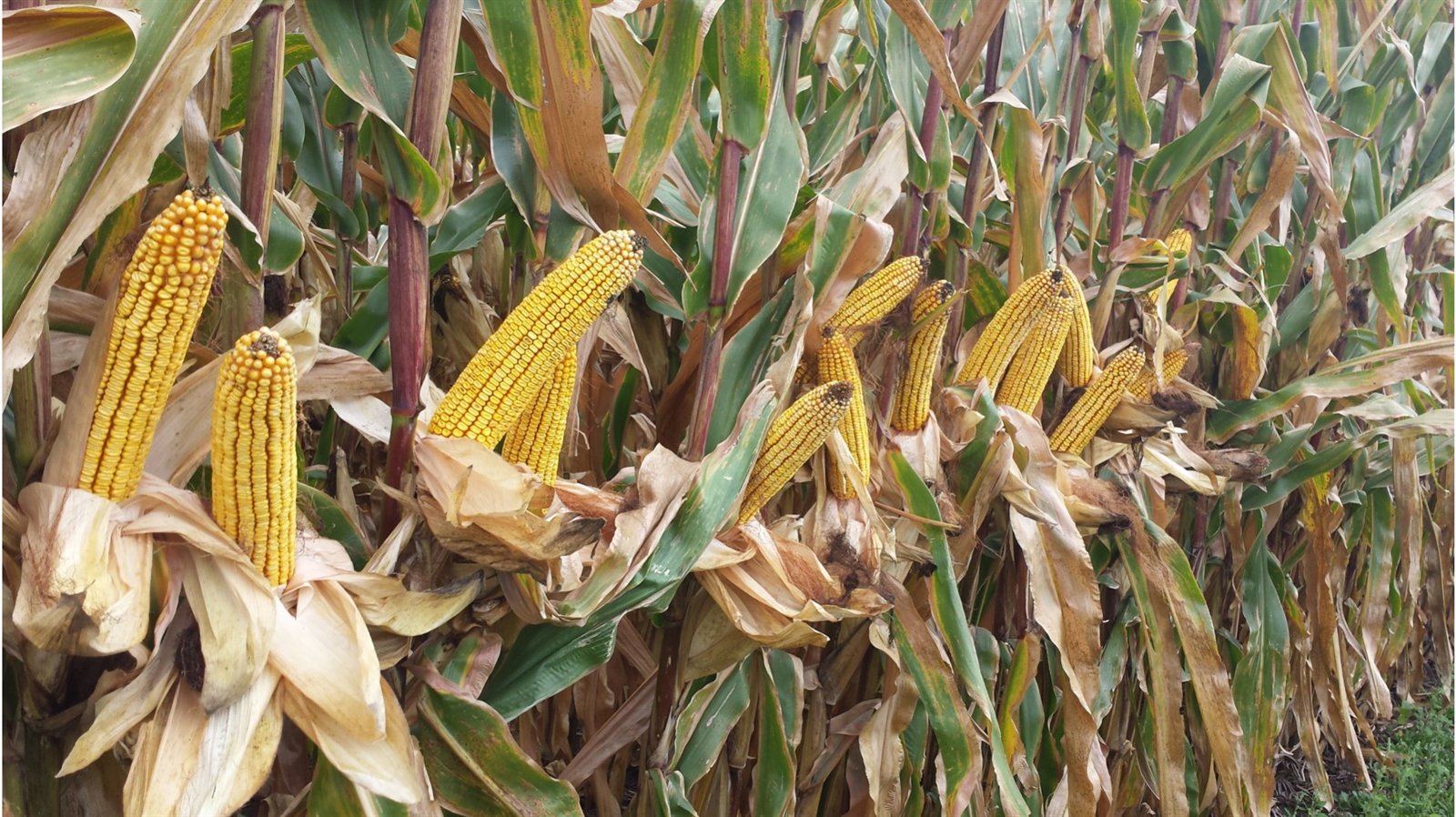 Ripe corn cobs open on the stalk across a treated field at harvest.