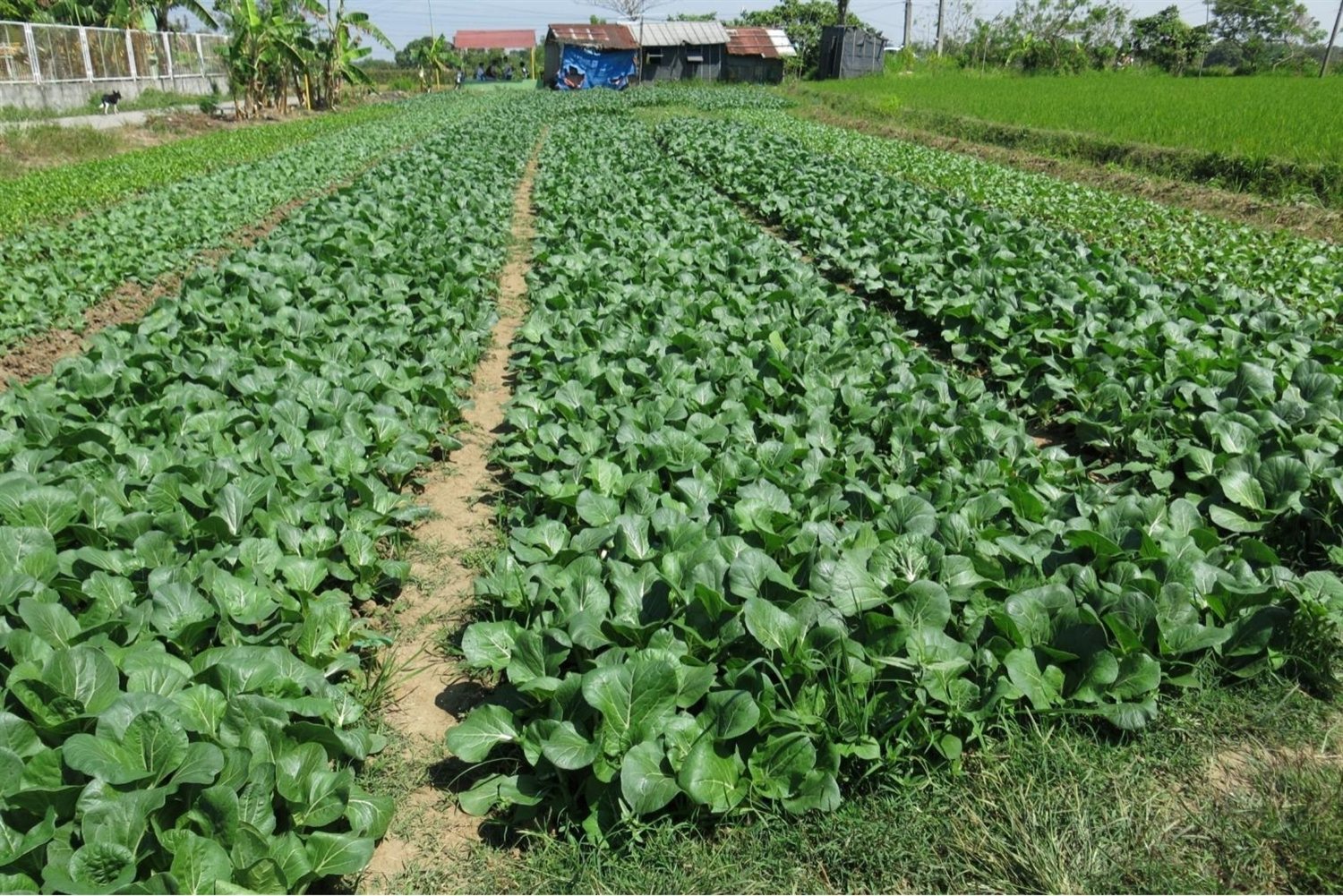 Long beds of pak choi in full leaf running away from the camera, with a rice paddy alongside and farm buildings at the end of the plot.