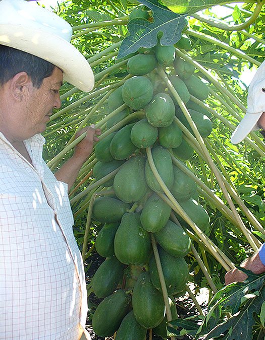 A grower standing beside a papaya trunk stacked with fruit from top to bottom.