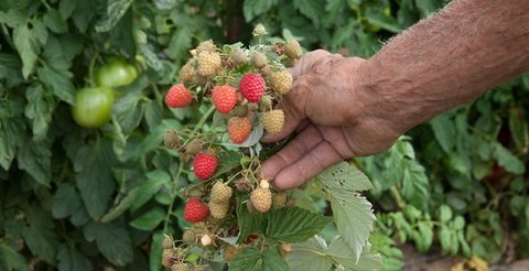 A hand holding a raspberry cane carrying ripe and ripening fruit together.