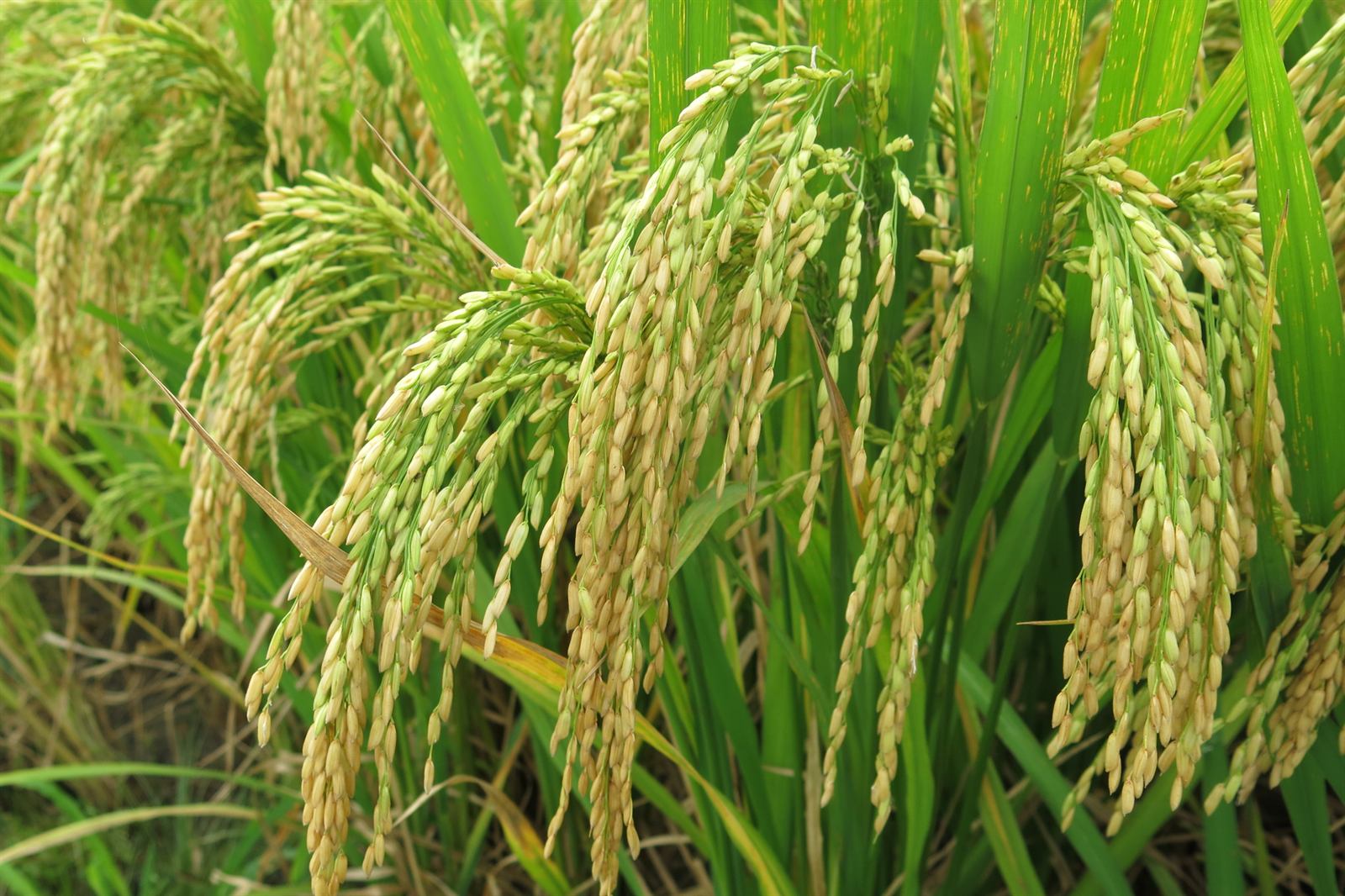 Heavy rice panicles bending under their own grain in a mature paddy.