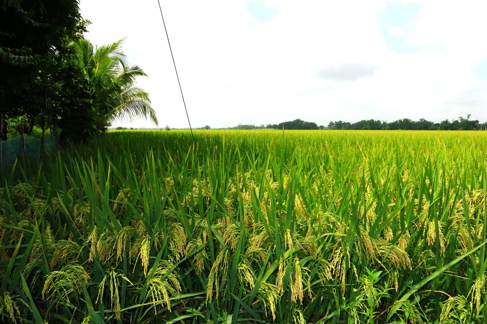 A rice paddy in full ear stretching to the horizon under an open sky.