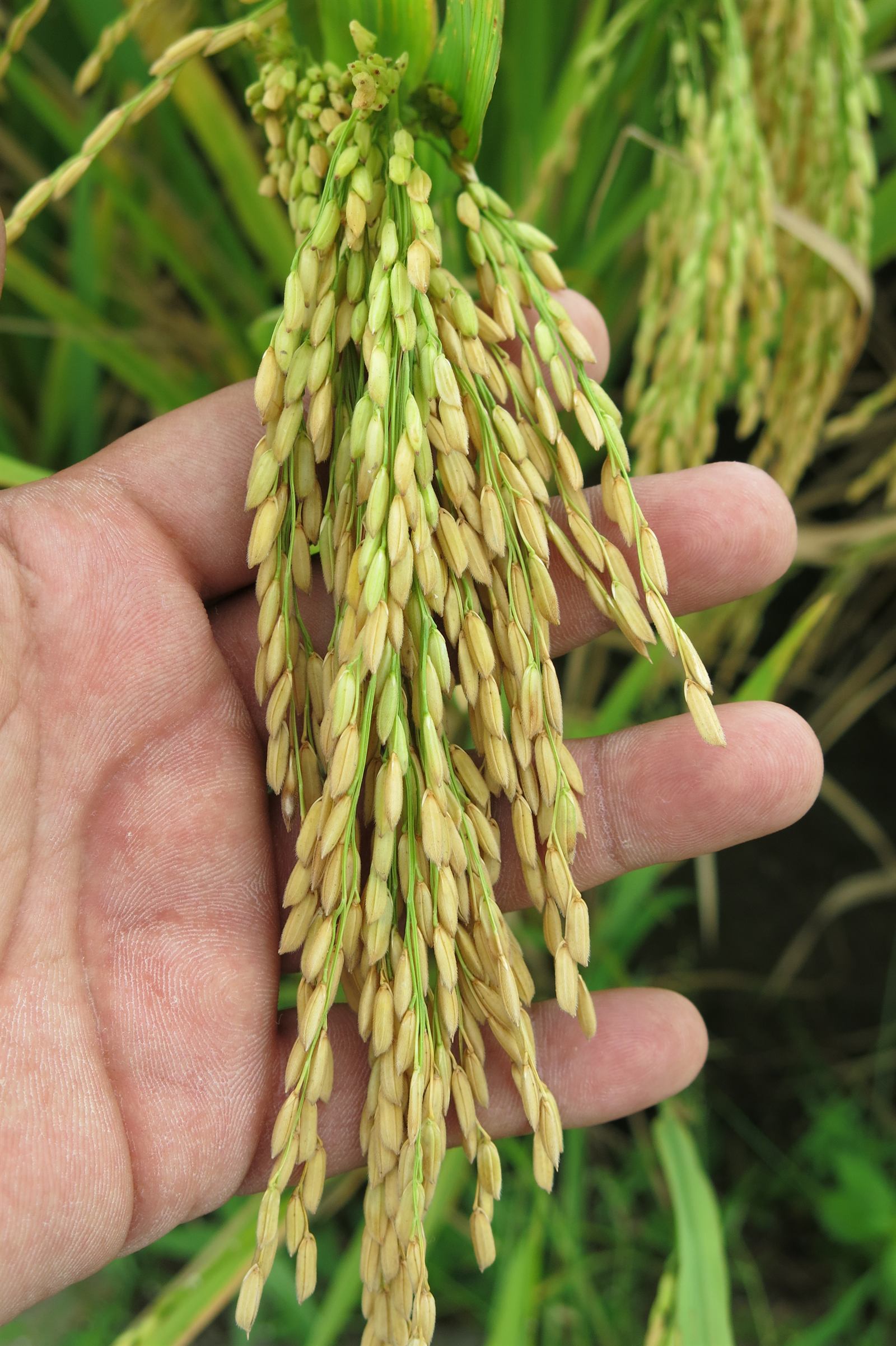 A hand holding a single heavy rice panicle dense with filled grain.