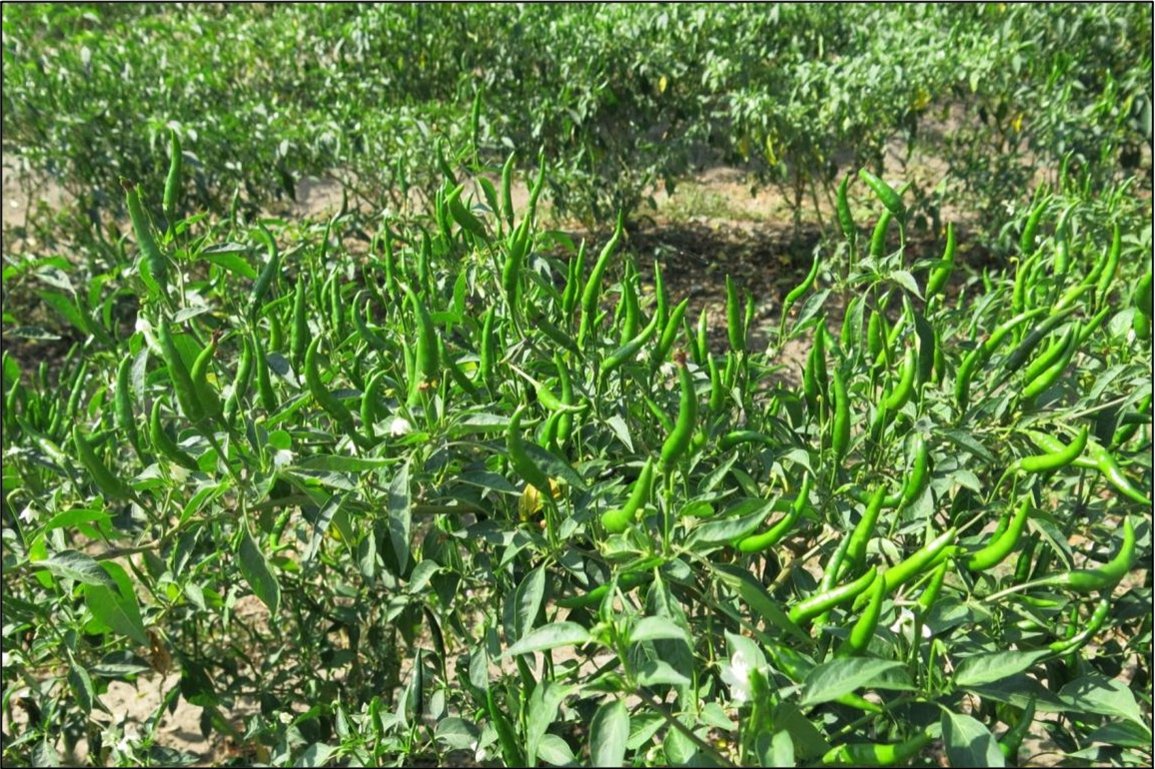 A block of chilli plants carrying a heavy set of green peppers on every bush.