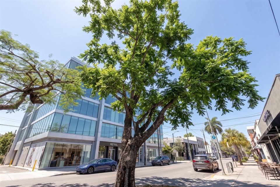 A mature street tree in full leaf beside a modern glass building.