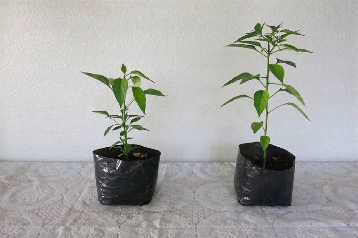 Two hot pepper plants in identical grow bags. The plant on the right is taller, with more leaves and thicker stems than the one on the left.