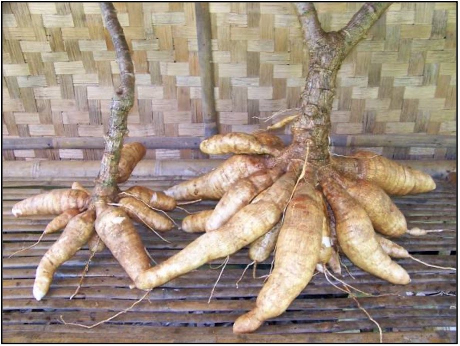 Two cassava plants lifted whole and laid side by side. The root cluster on the right carries roughly twice as many tubers as the one on the left.